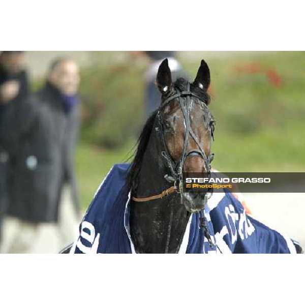 Perkins Grif winner of the Gran Criterium - Mem.Biondi Milan - San Siro trotting racecourse 13th nov.2011 ph.Stefano Grasso
