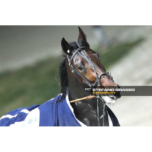 Perkins Grif winner of the Gran Criterium - Mem.Biondi Milan - San Siro trotting racecourse 13th nov.2011 ph.Stefano Grasso