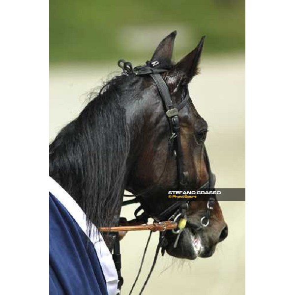 Perkins Grif winner of the Gran Criterium - Mem.Biondi Milan - San Siro trotting racecourse 13th nov.2011 ph.Stefano Grasso