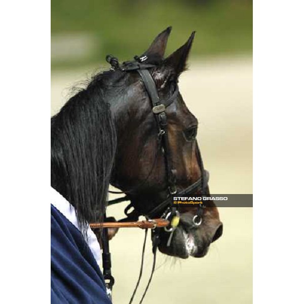 Perkins Grif winner of the Gran Criterium - Mem.Biondi Milan - San Siro trotting racecourse 13th nov.2011 ph.Stefano Grasso