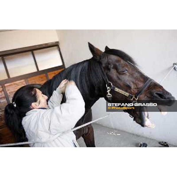 A morning with Varenne at Il Grifone Stud Farm Vigone(TO), 14th nov. 2011 ph.Stefano Grasso