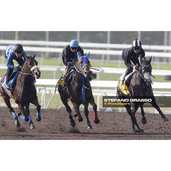 Morning trackworks at Sha Tin - The Japan connection - Apapane, Pas de Trois, Curren Chan Hong Kong - Sha Tin racecourse, 7th dec. 2011 ph.Stefano Grasso