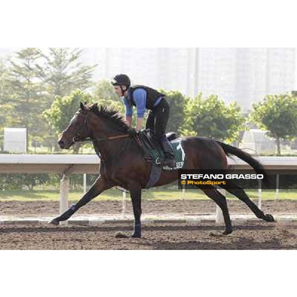 Morning trackworks at Sha Tin - Jakkalberry Hong Kong - Sha Tin racecourse, 7th dec. 2011 ph.Stefano Grasso