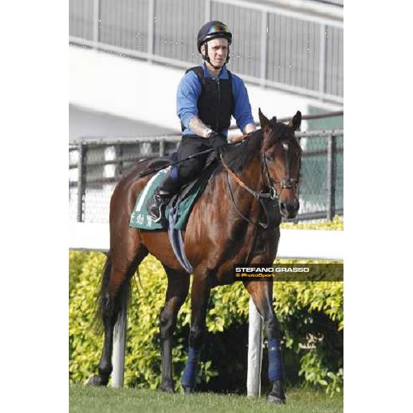 Morning trackworks at Sha Tin - Jakkalberry Hong Kong - Sha Tin racecourse, 7th dec. 2011 ph.Stefano Grasso