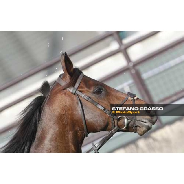 Morning trackworks at Sha Tin - Jakkalberry Hong Kong - Sha Tin racecourse, 7th dec. 2011 ph.Stefano Grasso