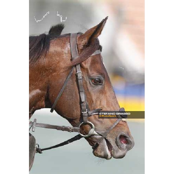 Morning trackworks at Sha Tin - Jakkalberry Hong Kong - Sha Tin racecourse, 7th dec. 2011 ph.Stefano Grasso