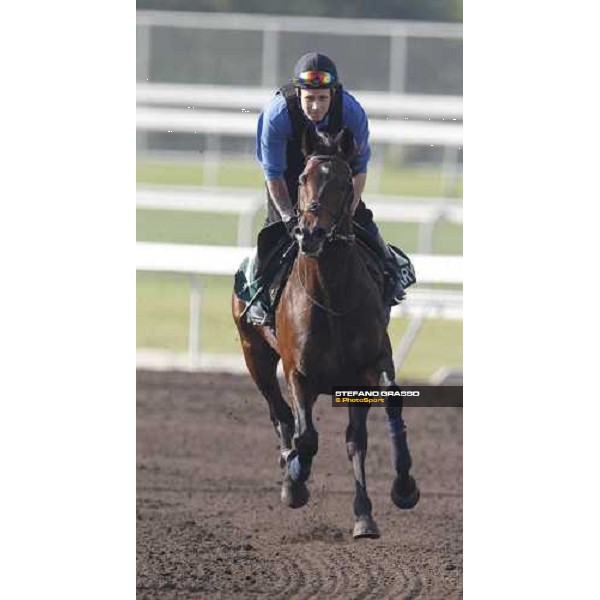 Morning trackworks at Sha Tin - Jakkalberry Hong Kong - Sha Tin racecourse, 7th dec. 2011 ph.Stefano Grasso