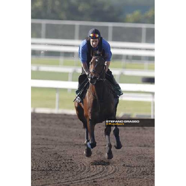 Morning trackworks at Sha Tin - Jakkalberry Hong Kong - Sha Tin racecourse, 7th dec. 2011 ph.Stefano Grasso