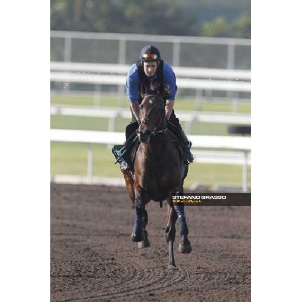 Morning trackworks at Sha Tin - Jakkalberry Hong Kong - Sha Tin racecourse, 7th dec. 2011 ph.Stefano Grasso