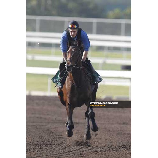 Morning trackworks at Sha Tin - Jakkalberry Hong Kong - Sha Tin racecourse, 7th dec. 2011 ph.Stefano Grasso