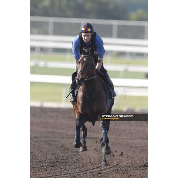 Morning trackworks at Sha Tin - Jakkalberry Hong Kong - Sha Tin racecourse, 7th dec. 2011 ph.Stefano Grasso