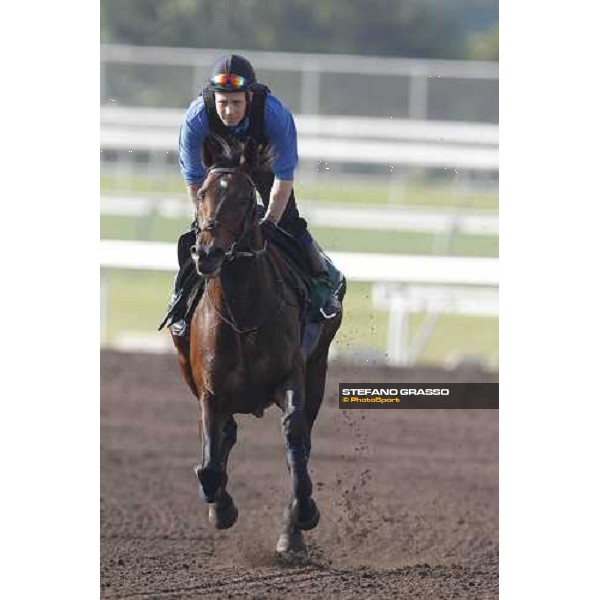 Morning trackworks at Sha Tin - Jakkalberry Hong Kong - Sha Tin racecourse, 7th dec. 2011 ph.Stefano Grasso