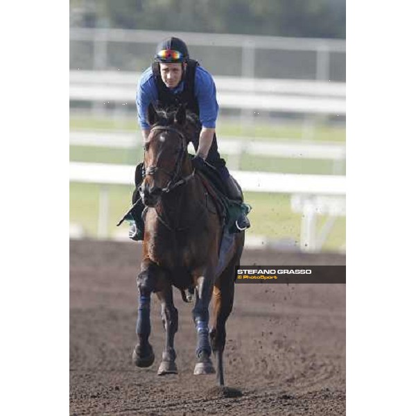 Morning trackworks at Sha Tin - Jakkalberry Hong Kong - Sha Tin racecourse, 7th dec. 2011 ph.Stefano Grasso