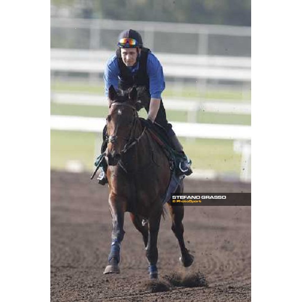 Morning trackworks at Sha Tin - Jakkalberry Hong Kong - Sha Tin racecourse, 7th dec. 2011 ph.Stefano Grasso