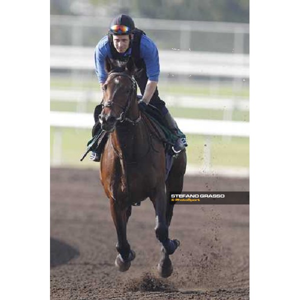 Morning trackworks at Sha Tin - Jakkalberry Hong Kong - Sha Tin racecourse, 7th dec. 2011 ph.Stefano Grasso