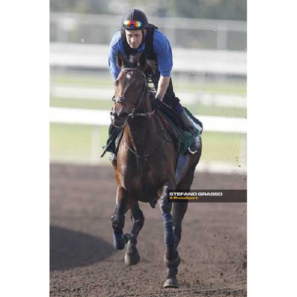 Morning trackworks at Sha Tin - Jakkalberry Hong Kong - Sha Tin racecourse, 7th dec. 2011 ph.Stefano Grasso