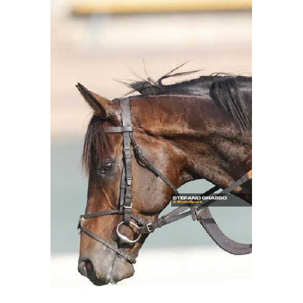 Morning trackworks at Sha Tin - Jakkalberry Hong Kong - Sha Tin racecourse, 7th dec. 2011 ph.Stefano Grasso