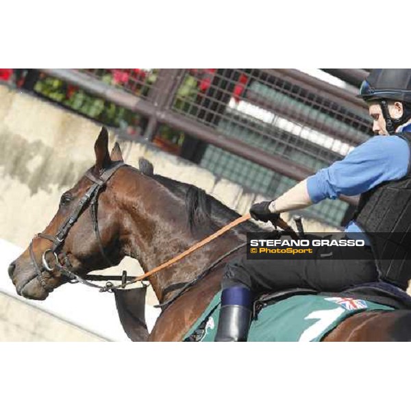 Morning trackworks at Sha Tin - Jakkalberry Hong Kong - Sha Tin racecourse, 7th dec. 2011 ph.Stefano Grasso