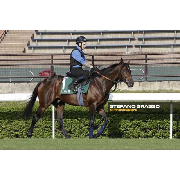 Morning trackworks at Sha Tin - Jakkalberry Hong Kong - Sha Tin racecourse, 7th dec. 2011 ph.Stefano Grasso