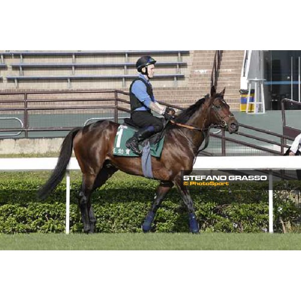 Morning trackworks at Sha Tin - Jakkalberry Hong Kong - Sha Tin racecourse, 7th dec. 2011 ph.Stefano Grasso