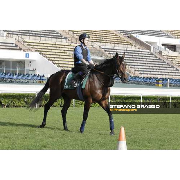 Morning trackworks at Sha Tin - Jakkalberry Hong Kong - Sha Tin racecourse, 7th dec. 2011 ph.Stefano Grasso