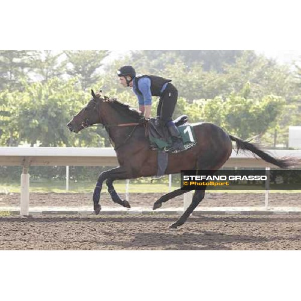 Morning trackworks at Sha Tin - Jakkalberry Hong Kong - Sha Tin racecourse, 7th dec. 2011 ph.Stefano Grasso