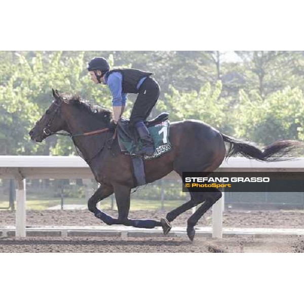 Morning trackworks at Sha Tin - Jakkalberry Hong Kong - Sha Tin racecourse, 7th dec. 2011 ph.Stefano Grasso