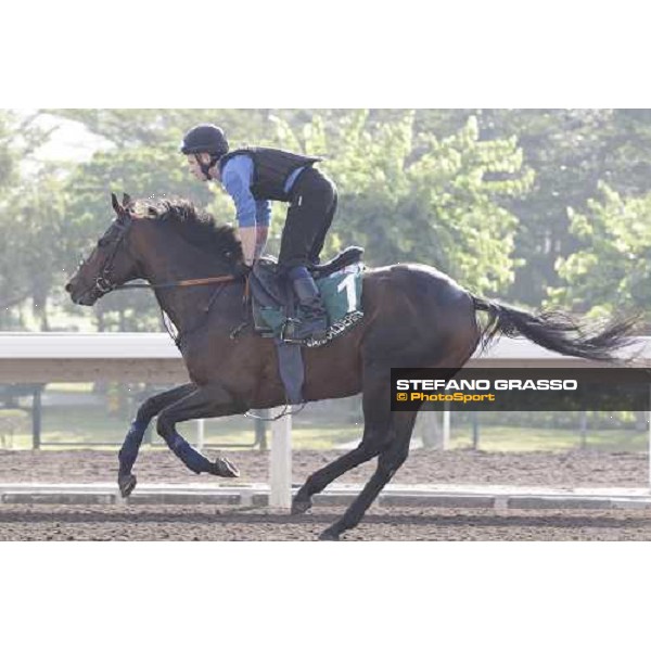 Morning trackworks at Sha Tin - Jakkalberry Hong Kong - Sha Tin racecourse, 7th dec. 2011 ph.Stefano Grasso