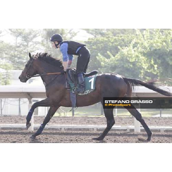 Morning trackworks at Sha Tin - Jakkalberry Hong Kong - Sha Tin racecourse, 7th dec. 2011 ph.Stefano Grasso