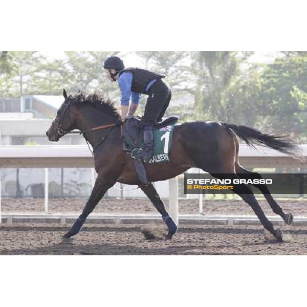 Morning trackworks at Sha Tin - Jakkalberry Hong Kong - Sha Tin racecourse, 7th dec. 2011 ph.Stefano Grasso