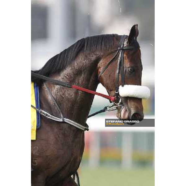 Morning trackworks at Sha Tin - Rocket Man Hong Kong - Sha Tin racecourse, 7th dec. 2011 ph.Stefano Grasso