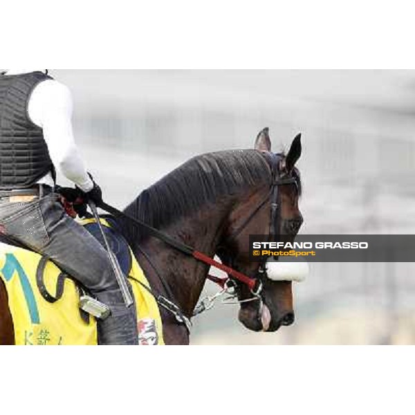 Morning trackworks at Sha Tin - Rocket Man Hong Kong - Sha Tin racecourse, 7th dec. 2011 ph.Stefano Grasso