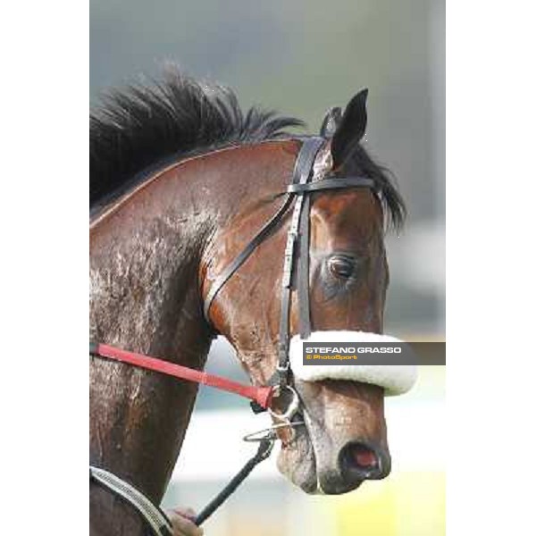 Morning trackworks at Sha Tin - Rocket Man Hong Kong - Sha Tin racecourse, 7th dec. 2011 ph.Stefano Grasso