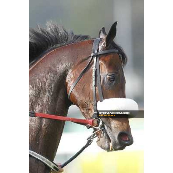 Morning trackworks at Sha Tin - Rocket Man Hong Kong - Sha Tin racecourse, 7th dec. 2011 ph.Stefano Grasso