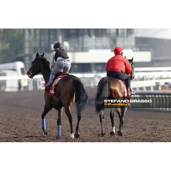 Morning trackworks at Sha Tin Hong Kong - Sha Tin racecourse, 7th dec. 2011 ph.Stefano Grasso