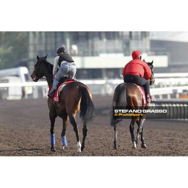 Morning trackworks at Sha Tin Hong Kong - Sha Tin racecourse, 7th dec. 2011 ph.Stefano Grasso