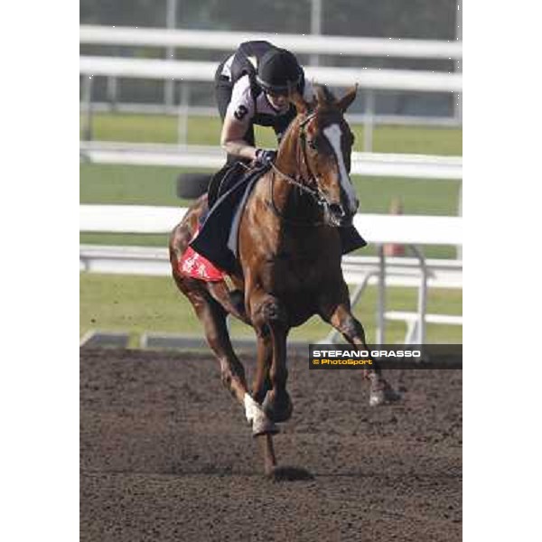 Morning trackworks at Sha Tin - Durban Thunder Hong Kong - Sha Tin racecourse, 7th dec. 2011 ph.Stefano Grasso