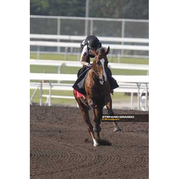 Morning trackworks at Sha Tin - Durban Thunder Hong Kong - Sha Tin racecourse, 7th dec. 2011 ph.Stefano Grasso