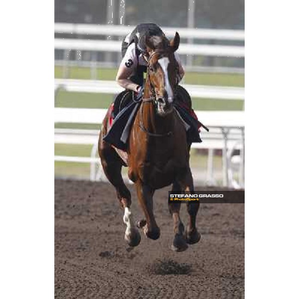 Morning trackworks at Sha Tin - Durban Thunder Hong Kong - Sha Tin racecourse, 7th dec. 2011 ph.Stefano Grasso