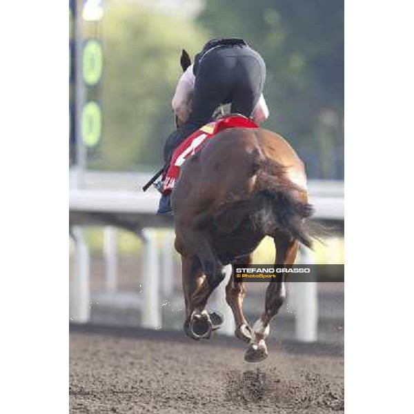 Morning trackworks at Sha Tin - Durban Thunder Hong Kong - Sha Tin racecourse, 7th dec. 2011 ph.Stefano Grasso