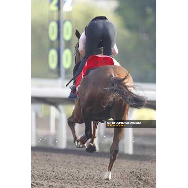 Morning trackworks at Sha Tin - Durban Thunder Hong Kong - Sha Tin racecourse, 7th dec. 2011 ph.Stefano Grasso