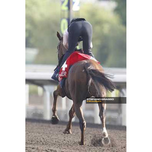 Morning trackworks at Sha Tin - Durban Thunder Hong Kong - Sha Tin racecourse, 7th dec. 2011 ph.Stefano Grasso