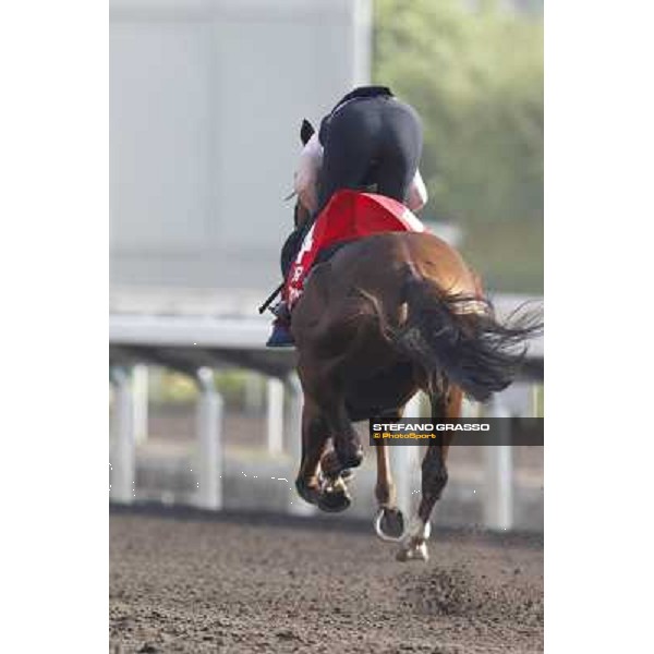 Morning trackworks at Sha Tin - Durban Thunder Hong Kong - Sha Tin racecourse, 7th dec. 2011 ph.Stefano Grasso