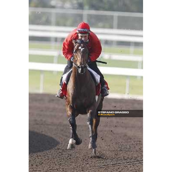 Morning trackworks at Sha Tin - Zazou Hong Kong - Sha Tin racecourse, 7th dec. 2011 ph.Stefano Grasso