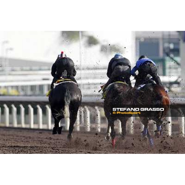 Morning trackworks at Sha Tin - The Japan connection - Apapane, Pas de Trois, Curren Chan Hong Kong - Sha Tin racecourse, 7th dec. 2011 ph.Stefano Grasso