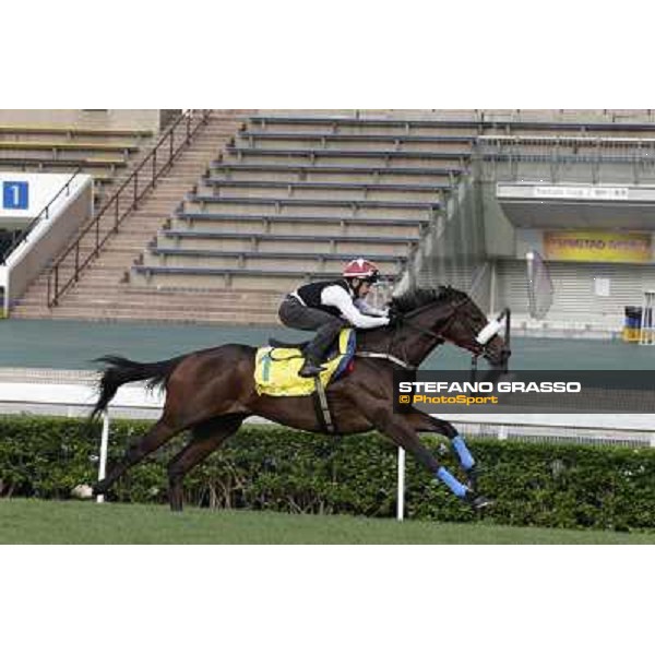 Morning trackworks at Sha Tin - Rocket Man Hong Kong - Sha Tin racecourse, 7th dec. 2011 ph.Stefano Grasso