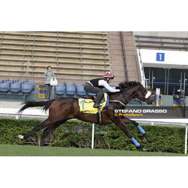 Morning trackworks at Sha Tin - Rocket Man Hong Kong - Sha Tin racecourse, 7th dec. 2011 ph.Stefano Grasso