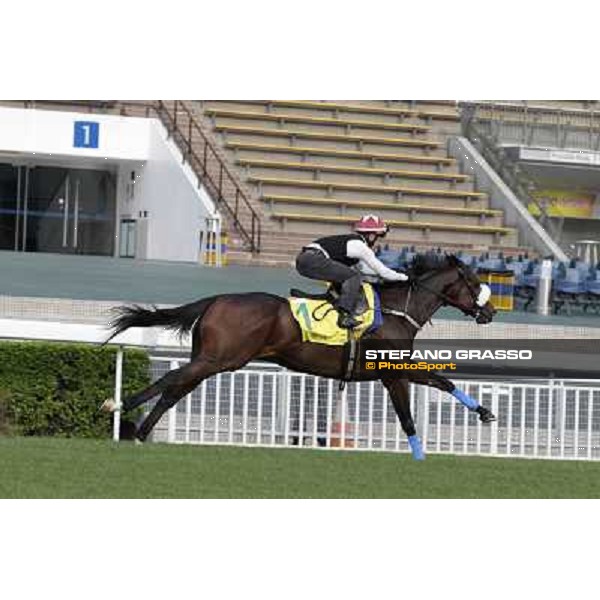 Morning trackworks at Sha Tin - Rocket Man Hong Kong - Sha Tin racecourse, 7th dec. 2011 ph.Stefano Grasso