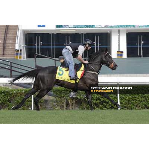 Morning trackworks at Sha Tin - Sole Power Hong Kong - Sha Tin racecourse, 7th dec. 2011 ph.Stefano Grasso