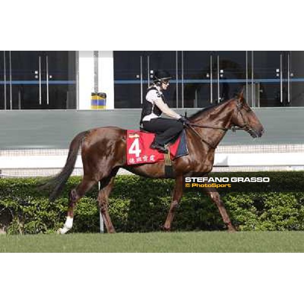 Morning trackworks at Sha Tin - Durban Thunder Hong Kong - Sha Tin racecourse, 7th dec. 2011 ph.Stefano Grasso